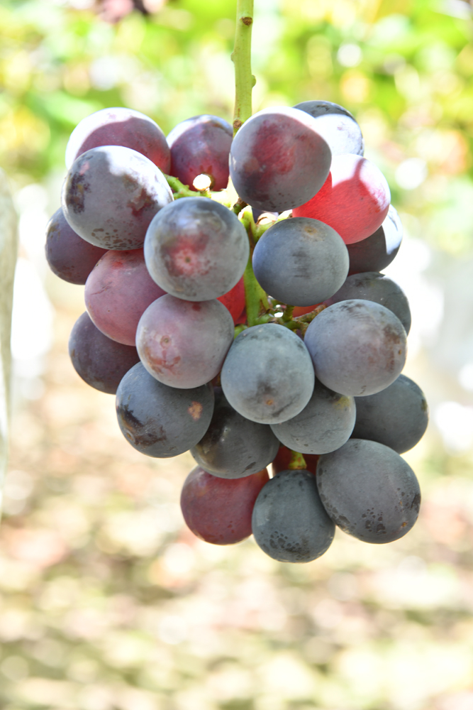 ぶどう 狩り 愛媛