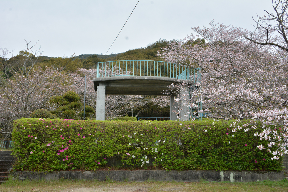三瓶公園の桜