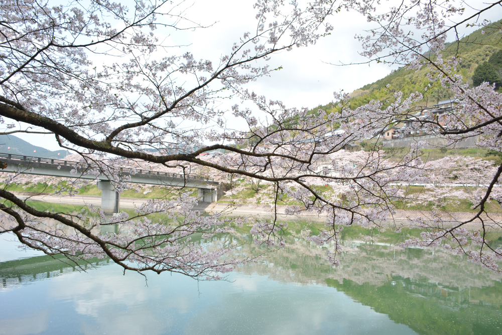 桜の時期の明間河川公園