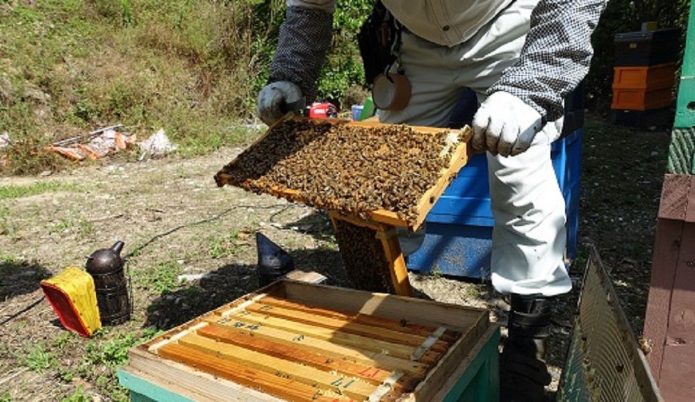 蜂蜜の加工