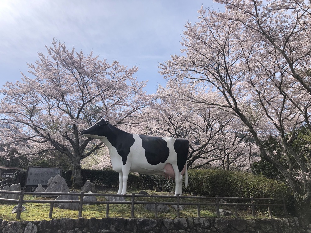 朝霧湖公園