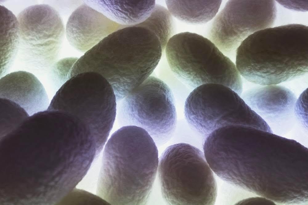 真綿のえりまき作り体験