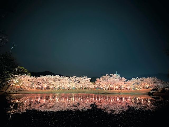 桜、さくら、サクラ。
桜の開花がゆっくりゆっくり進んでいます。
 
【2024#せいよの桜】
開花予想日　3月28日
五分咲き　　4月4日
満開 　　4月5日
桜吹雪 　　4月10日
 
Instagramせいよじかんでは西予市の開花状況をお伝えします。
皆さんも#せいよの桜
で投稿していただけたらと思います。
 
📍#宇和運動公園
 
#せいよの桜　をつけて投稿いただくと、その中から素敵な写真をリポストします。
 
#せいよじかん#愛媛#西予市#せいよの桜#さくら#春#桜#桜開花予報#開花情報#ソメイヨシノ#桜の名所#カメラ好きな人と繋がりたい#桜好きな人と繋がりたい#旅したくなるフォト#女子旅#旅女#四国旅行#愛媛旅行#絶景スポット#ダレカニミセタイケシキ#西予市観光物産協会#seiyo#setouchi#shikokucameraclub#instagood#travelphotography#landscape#lovers_nippon