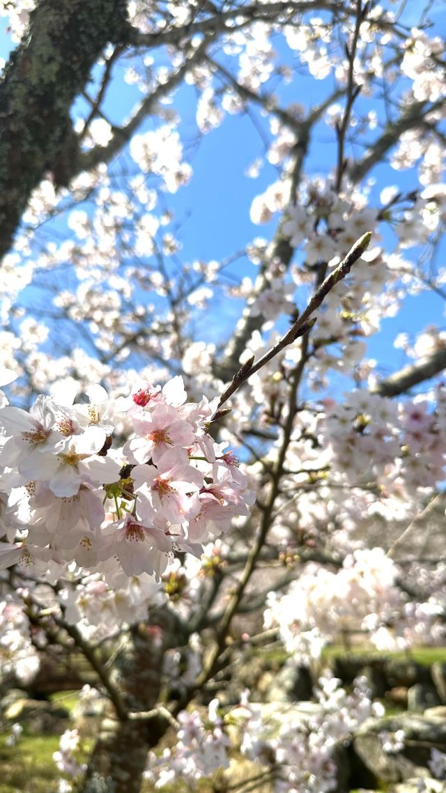 【2024#せいよの桜】
 
桜の開花がゆっくりゆっくり進んでいると思っていたら
気温も上がり、一気に開花しています。
 
週末はお花見日和になりそうです。
 
AM10：25
📍#宇和ふれあいの森林施設
 
#せいよの桜　をつけて投稿いただくと、その中から素敵な写真をリポストします。
 
#せいよじかん#愛媛#西予市#せいよ#さくら#お花見#桜#桜開花予報#開花情報#ソメイヨシノ#桜の名所#カメラ好きな人と繋がりたい#桜好きな人と繋がりたい#旅したくなるフォト#女子旅#旅女#四国旅行#愛媛旅行#絶景スポット#ダレカニミセタイケシキ#西予市観光物産協会#seiyo#setouchi#shikokucameraclub#instagood#travelphotography#landscape#lovers_nippon