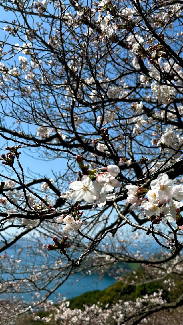 【2024#せいよの桜】
AM10：44
 
野福峠の桜は五分咲き程度です。
皆さんのお住まいのところは、どうでしょうか。
 
📍#野福峠外松尾公園
 
#せいよの桜　をつけて投稿いただくと、その中から素敵な写真をリポストします。
 
#せいよじかん#愛媛#西予市#せいよ#さくら#お花見#桜#桜開花予報#開花情報#ソメイヨシノ#桜の名所#カメラ好きな人と繋がりたい#桜好きな人と繋がりたい#旅したくなるフォト#女子旅#旅女#四国旅行#愛媛旅行#絶景スポット#ダレカニミセタイケシキ#西予市観光物産協会#seiyo#setouchi#shikokucameraclub#instagood#travelphotography#landscape#lovers_nippon
