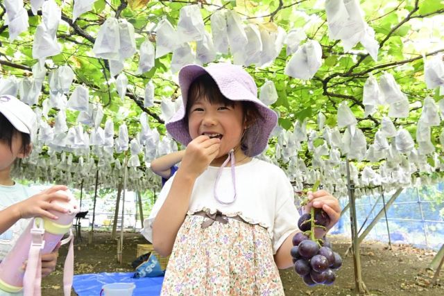 今年も三好農園さんの観光ぶどう園がオープンしております。
 
子どもたちが小さな手で一生懸命に大きなぶどうを収穫し「美味しい、美味しい」と満面の笑顔で食べていました。
 
夏休み中のお子様と美味しいを体験しませんか。
 
西予市宇和町下川にある三好農園さん。特産品の「宇和ぶどう」を自分で目利きして収穫して食べることができる観光農園です。巨峰、ピオーネ、シャインマスカットなど、いろんな種類のぶどうが楽しめます。もちろん販売だけもしています。朝採りたての、ぶどうを全国どこへでも地方発送していただけます。
 
＋＋＋＋＋＋＋＋＋＋＋＋＋＋＋＋＋＋＋基本情報＋＋＋＋＋＋＋＋＋＋＋＋＋＋＋＋＋
住　 所：愛媛県西予市宇和町下川2408
営 業 日：9月上旬まで（状況によって変わりますので直接ご確認ください）
開園時間：9:00～17:00（受付は15時まで）
定 休 日：期間中は無休
料 金：大人（中学生以上）1,500円　　小人（小学生）800円　　幼児（3歳以上）500円
連 絡 先：【農園】(0894)62-4784
そ の 他：団体は前日までに要予約
 
📍#三好農園
#せいよじかん　をつけて投稿いただくと、その中から素敵な写真をリポストします。
 
#せいよじかん#愛媛#西予市#せいよ#宇和町#宇和ぶどう#特産品#観光農園#ぶどう狩り#ぶどう農園#旬のフルーツ#フルーツ好きな人と繋がりたい#ぶどう好きな人と繋がりたい#旅したくなるフォト#ふるさと納税#旅女#四国旅行#愛媛旅行#シャインマスカット#西予市観光物産協会#いいやん西予
#seiyo#setouchi#shikokucameraclub#instagood#travelphotography#landscape#lovers_nippon