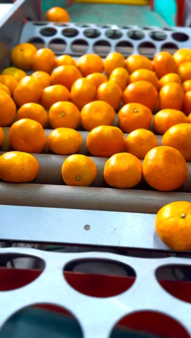 温州ミカンの収穫がピークを迎えている西予市🍊
農家さんが忙しく選果をされていました。
 
【せいよの冬ギフト2024】の12月23日（月）まで受付しています。
📍#宇和海狩浜の段畑と農漁村景観
#せいよじかん　をつけて投稿いただくと、その中から素敵な写真をリポストします。
 
#せいよじかん#愛媛#西予市#せいよ#柑橘#みかん#宇和海#柑橘王国#みかんジュース#ふるさと納税#カメラ好きな人と繋がりたい#柑橘好きな人と繋がりたい#旅したくなるフォト#お歳暮#冬ギフト#四国旅行#愛媛旅行#絶景スポット#ダレカニミセタイケシキ#西予市観光物産協会#いいやん西予
#seiyo#setouchi#shikokucameraclub#instagood#travelphotography#landscape#lovers_nippon