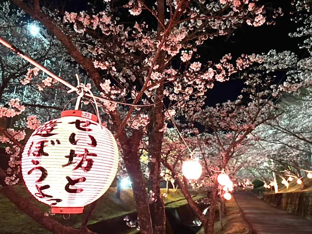 雪洞と夜桜。
宇和運動公園の夜桜、まだまだ見頃です🌸
 
Instagramせいよじかんでは西予市の開花状況をお伝えします。
皆さんも#せいよのさくら
で投稿していただけたらと思います。
 
📍#宇和運動公園
 
#せいよのさくら　#せいよじかん　をつけて投稿いただくと、その中から素敵な写真をリポストします。
 
#せいよじかん#愛媛#西予市#せいよ#さくら#春#桜#夜桜#開花情報#ソメイヨシノ#桜の名所#カメラ好きな人と繋がりたい#桜好きな人と繋がりたい#旅したくなるフォト#雪洞#旅女#セイいっぱい#セイいっぱい西予市#絶景スポット#ダレカニミセタイケシキ#seiyo#setouchi#shikokucameraclub#instagood#travelphotography#landscape#lovers_nippon
