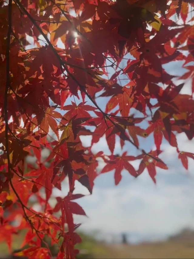 🍁西予市紅葉情報🍁
１～3枚目　法華津峠
４～5枚目　宇和運動公園
6～7枚目　こけむしろ周辺
8～10枚目　城川地区土居周辺
11～12枚目　城川地区遊子川周辺
 
天気も良さそうな三連休☀️
紅葉狩りに出かけませんか🚗
 
📍#法華津峠
📍#宇和運動公園
📍#こけむしろ
📍#三滝渓谷
📍#遊子川
 
#せいよじかん　をつけて投稿いただくと、その中から素敵な写真をリポストします。
 
#せいよじかん#愛媛#西予市#せいよ#城川町#紅葉#絶景#紅葉狩り#四国西予ジオパーク#ハイキング#カメラ好きな人と繋がりたい#紅葉好きな人と繋がりたい#旅したくなるフォト#女子旅#旅女#四国旅行#愛媛旅行#絶景スポット#ダレカニミセタイケシキ#西予市観光物産協会#セイいっぱい西予